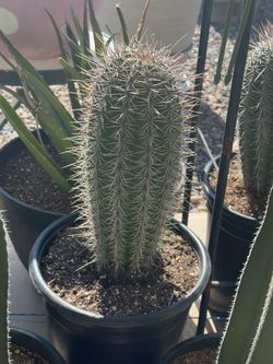 False Saguaro Cactus ā Healthy Established Potted Cacti
