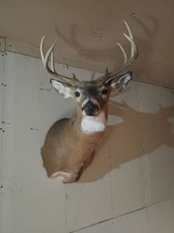 Beautiful Deer Head mounting