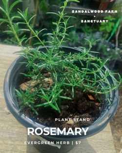 Rosemary plant