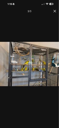 Cage