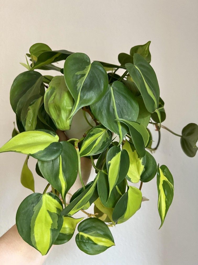 Lush Trailing Philodendron Brazil Plant/ House Plant/ Indoor Plant Flower Patio Garden 