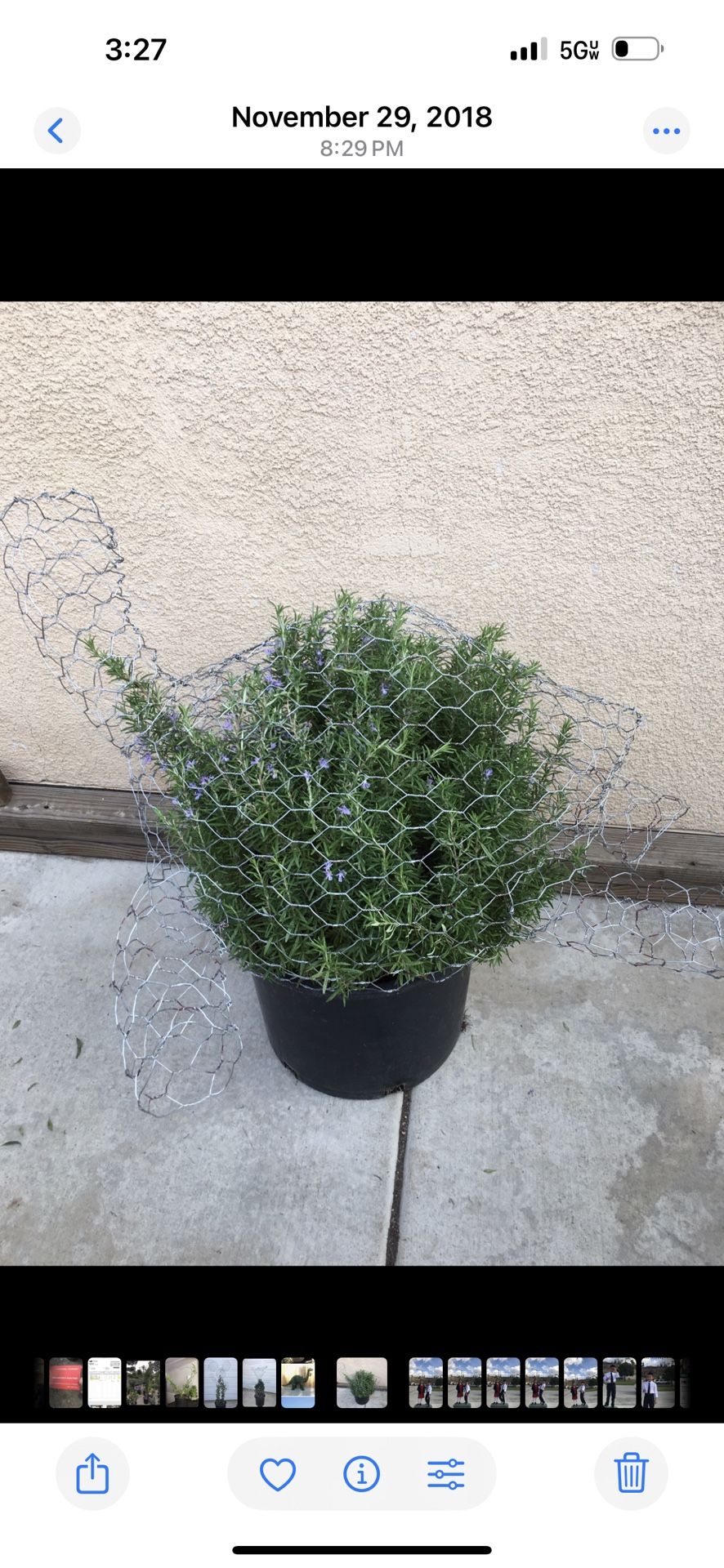 Turtle Topiary Bonsai