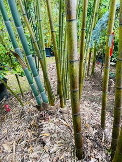 Bamboo