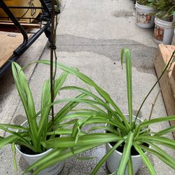 Spider Plants 