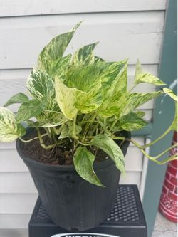 Pothos Marble Queen