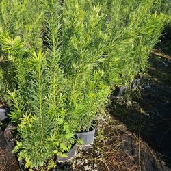 podocarpus Instant Privacy Hedge For Fence Green Full Ready 