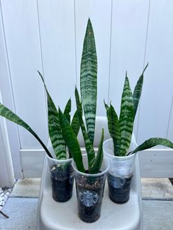 Snake plant $5 each