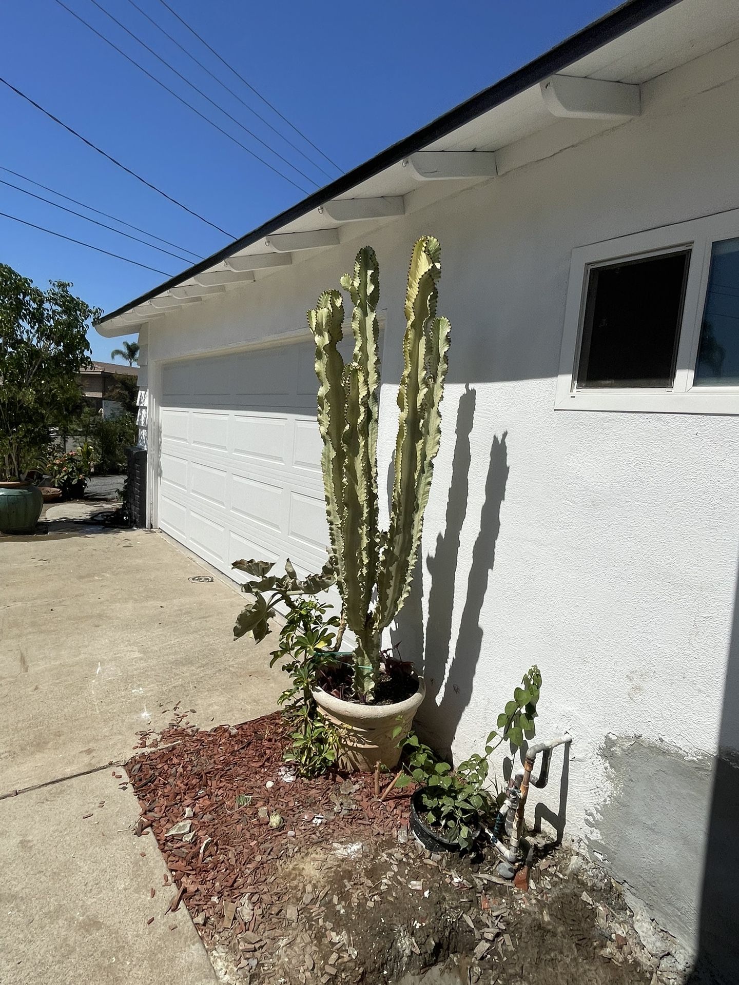 variegate african candelabra