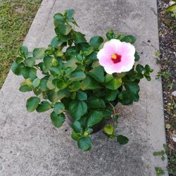 Hibiscus 🌺 Plant 