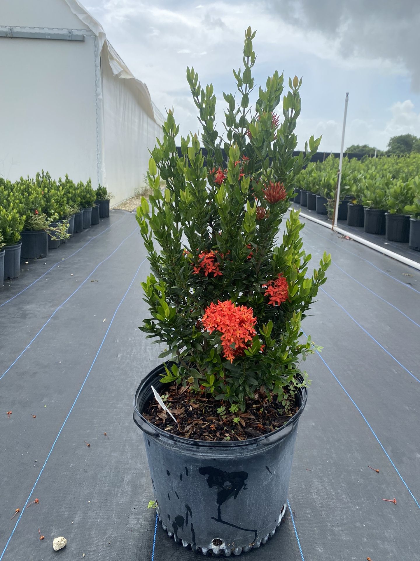 Ixora Taiwanese Red Dwarf.