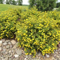 Potentilla “Goldfiger” Perennial Bushes —