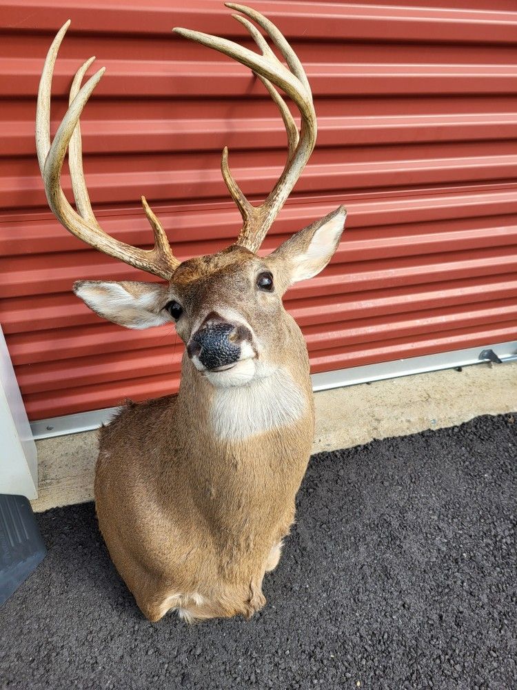 Deer Head