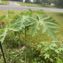 papaya Tree 