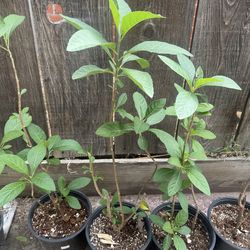 Bitter leaf plant
