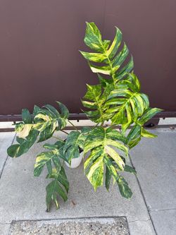 6” epipremnum yellow flame