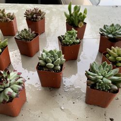Succulents 