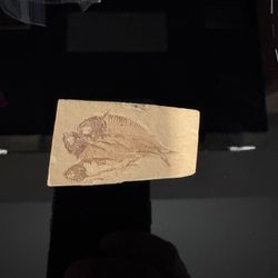 Fish Fossil