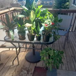 Household Plants