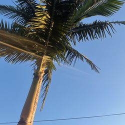 Free Palm Trees