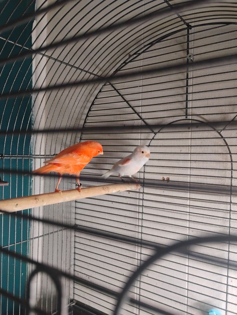 Bird Cage