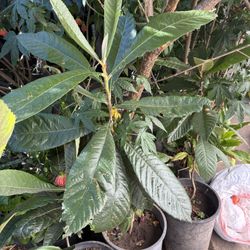 Loquat fruit Tree