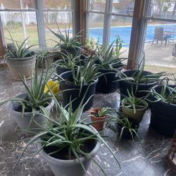 Giant Aloe Vera Plants 