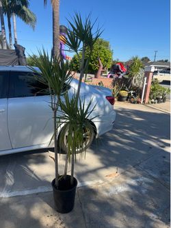 Dracaena over 6ft