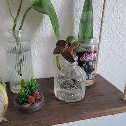 Plant cuttings for sale