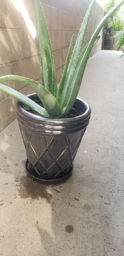 aloe vera /ceramic pot.