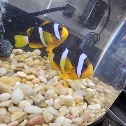 Fish Tank With Accessories 