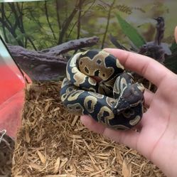 Ball python