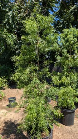 Podocarpus