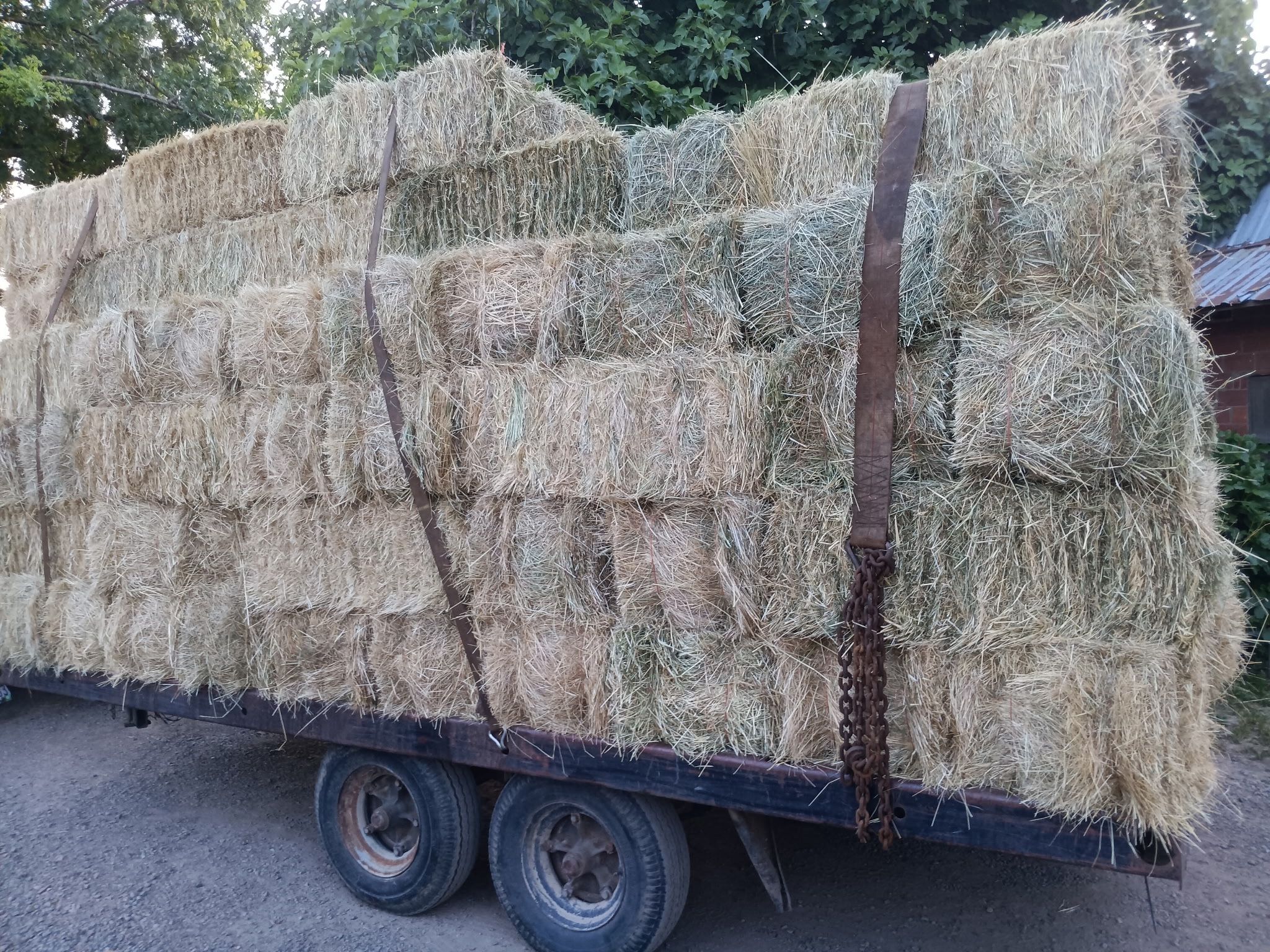 Hay