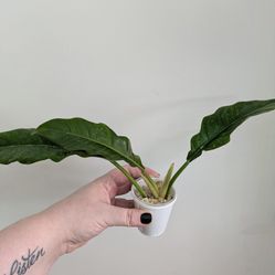 Jungle Boogie Pickup Capitol Hill