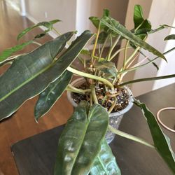 Plants For Sale 