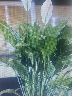 Indoor Plants For Sale
