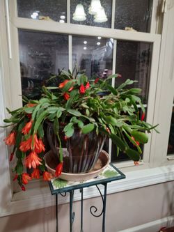 Schlumbergera buckleyi or true Christmas cactus starts