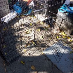 Dog Cage