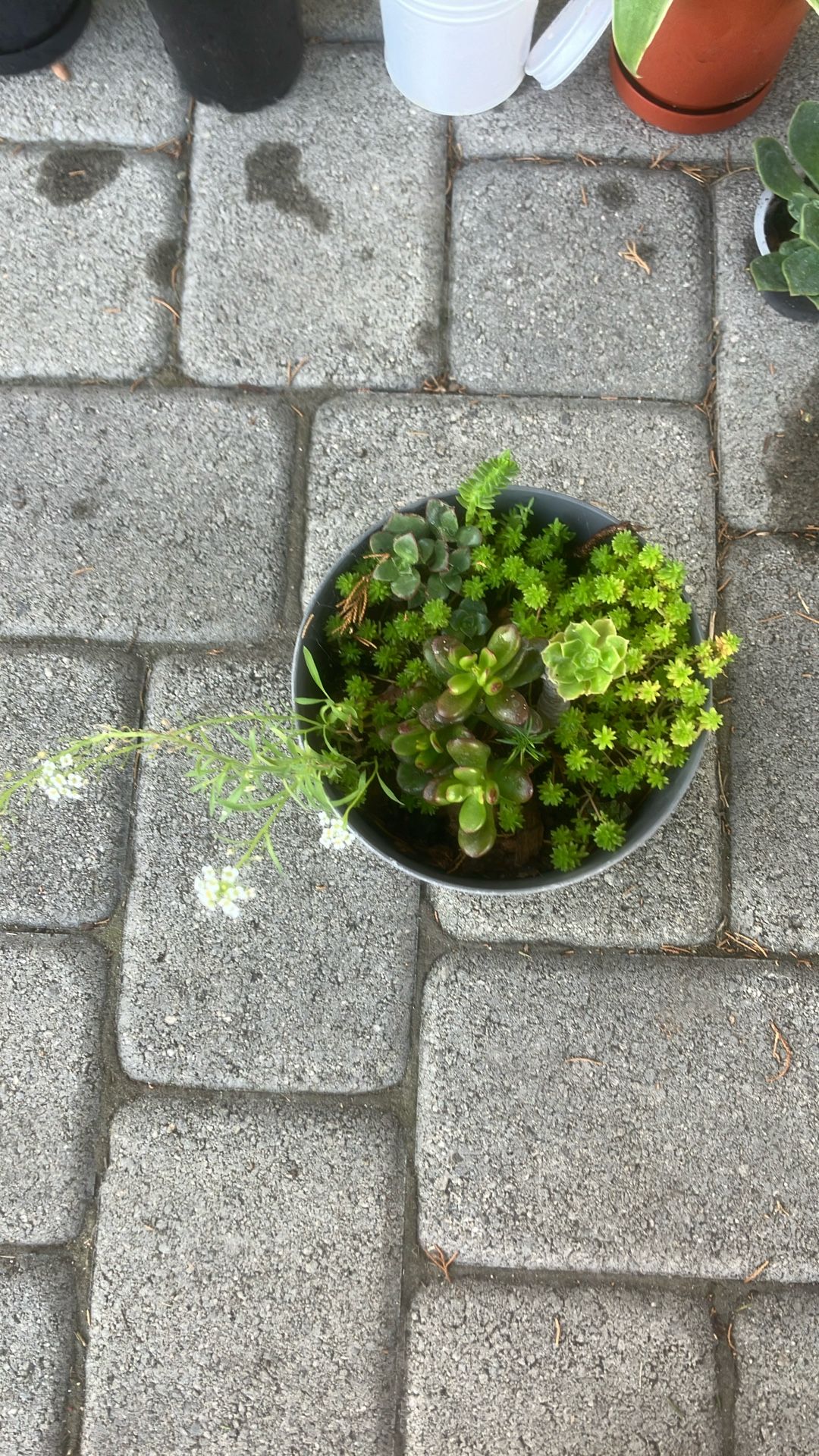 $7 Medium Plant Pot