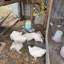Gallinas para caldo 7 dolar cada una