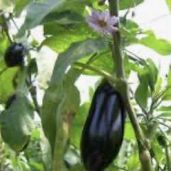 Eggplants Starter Plant 