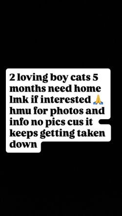 cat supplier