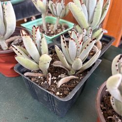 Panda succulent plant