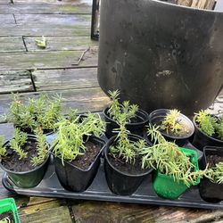 🌸Portulaca Plants🌸