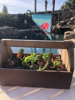 Succulent in wood tool box