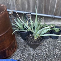 Jumbo Aloe Vera 