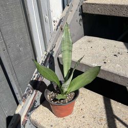 Live Sansevieria Snake Plant-Moonshine Snake Plant- Silver Green Plant In 6”Pot