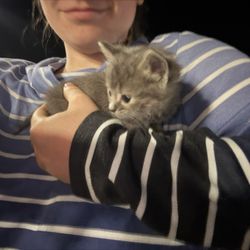 Adorable Grey Striped Shirt 
