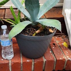 Century Cactus Agave 