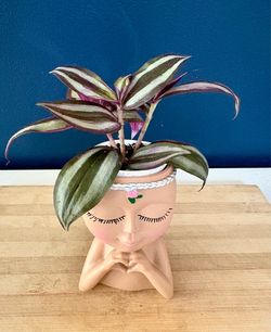Tradescantia Zebrina Plant in Face Planter